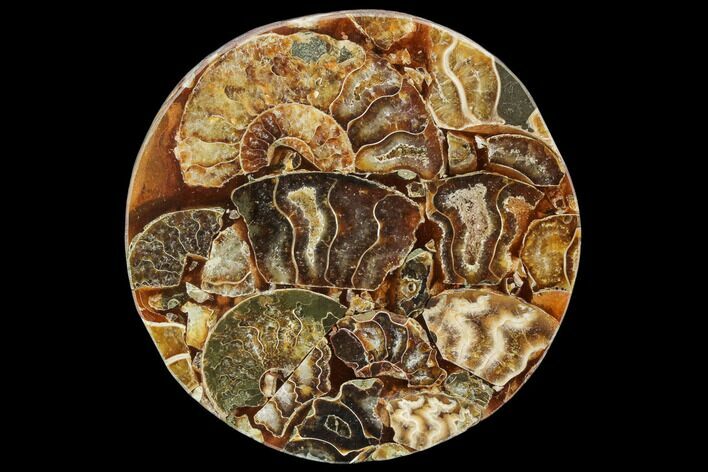Composite Plate Of Agatized Ammonite Fossils #107326